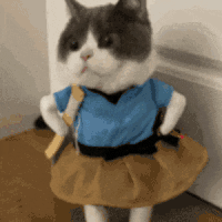 萌宠 猫咪 裙子 呆萌 可爱