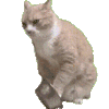萌宠 猫咪 打翻 呆萌 可爱