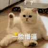 萌宠 猫咪 一脸懵逼 呆萌 可爱