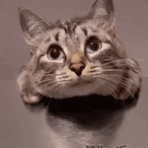 萌宠 猫 无奈 生气 呆萌 可爱