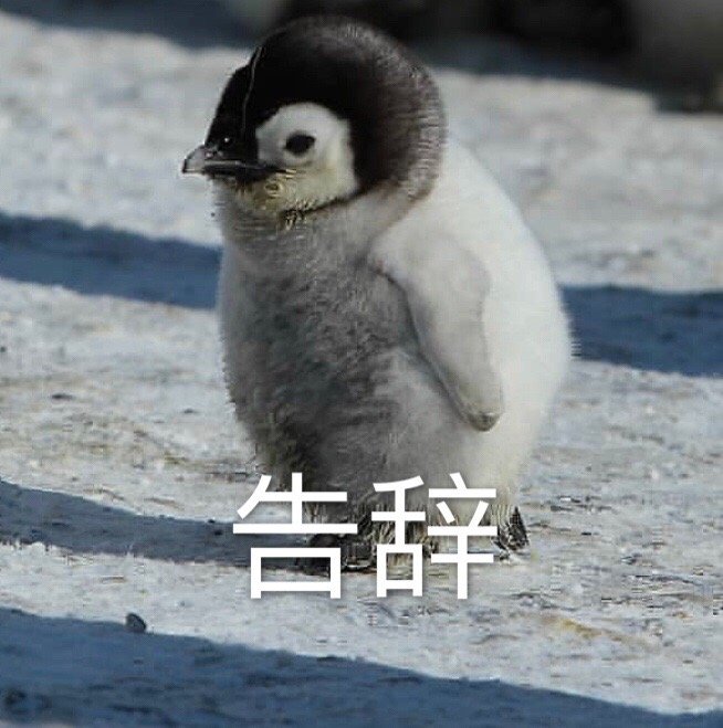 小企鹅生气表情包图片