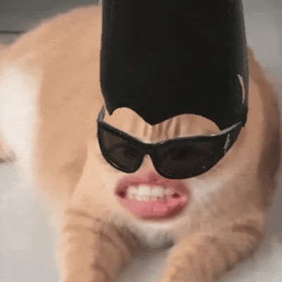 淑芬猫 猫咪 可爱 搞怪 抽象