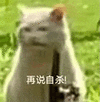 萌宠 猫咪 再说自杀 呆萌 可爱