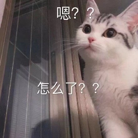 所以呢猫表情包图片