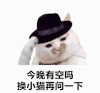 萌宠 猫咪 今晚有空吗换小猫再问一下 呆萌 可爱
