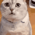 萌宠 猫咪 好奇 呆萌 可爱