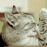 萌宠 猫咪 想吃 呆萌 可爱
