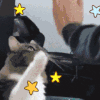 萌宠 猫咪 击掌 呆萌 可爱