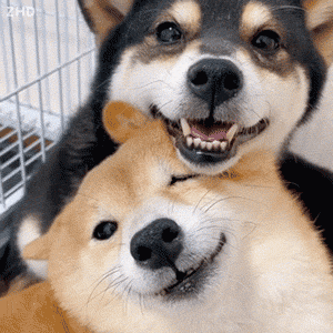 狗狗对比表情包图片