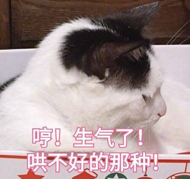 萌宠 猫星人 哼 生气了 哄不好的那种 呆萌 可爱