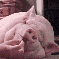 猪睡觉表情包动态图图片