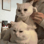萌宠 猫咪 打 呆萌 可爱