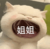 萌宠 猫咪 姐姐 呆萌 可爱