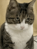 萌宠 猫咪 迷茫 呆萌 可爱