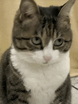 萌宠 猫咪 迷茫 呆萌 可爱