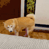 萌宠 狗狗 无奈 呆萌 可爱