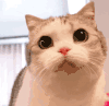 萌宠 猫咪 哼 呆萌 可爱