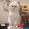萌宠 猫咪 我生气了 呆萌 可爱