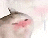 萌宠 猫咪 害羞 呆萌 可爱