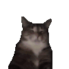 萌宠 猫咪 摇 呆萌 可爱