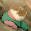 萌宠 猫咪 打你 呆萌 可爱