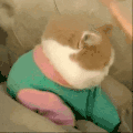 萌宠 猫咪 打你 呆萌 可爱