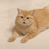 萌宠 猫咪 吃惊 呆萌 可爱