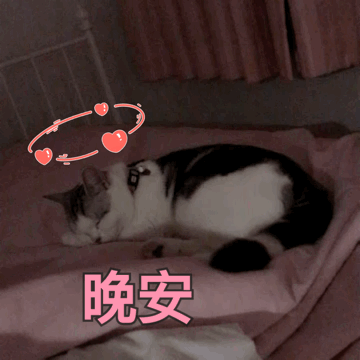 猫咪睡觉爱心晚安gif动图