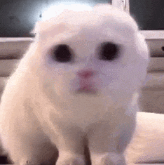 萌宠 猫咪 好奇 呆萌 可爱
