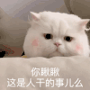 萌宠 猫咪 你瞅瞅这是人干的事儿么 呆萌 可爱