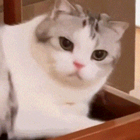 萌宠 猫咪 睡觉 呆萌 可爱