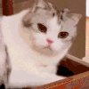 萌宠 猫咪 睡觉 呆萌 可爱