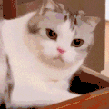 萌宠 猫咪 睡觉 呆萌 可爱