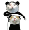 猫咪 搞怪 沙雕 逗