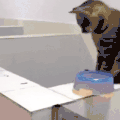 萌宠 猫咪 打你 呆萌 可爱