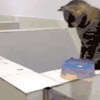 萌宠 猫咪 打你 呆萌 可爱