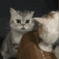 萌宠 猫咪 吵架 呆萌 可爱