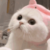 萌宠 猫咪 可怜 呆萌 可爱