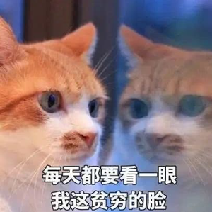 萌宠gif猫星人gif每天都要看一眼我这贫穷的脸gif没钱gif搞怪gif呆萌