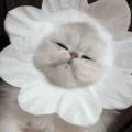 萌宠 猫咪 好奇 呆萌 可爱