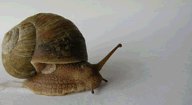 蜗牛爬行动图图片