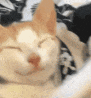 萌宠 猫咪 睡觉 呆萌 可爱