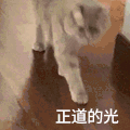 萌宠 猫咪 正道的光 呆萌 可爱