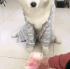 萌宠 狗狗 数钱 呆萌 可爱