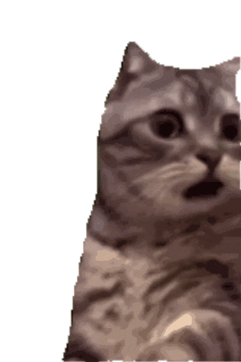 萌宠 猫咪 看 呆萌 可爱