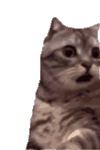 萌宠 猫咪 看 呆萌 可爱