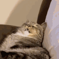 萌宠 猫咪 放大 呆萌 可爱