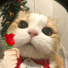 萌宠 猫咪 花 呆萌 可爱
