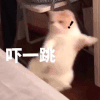 萌宠 猫咪 吓一跳 呆萌 可爱