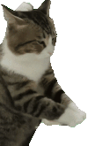 萌宠 猫咪 忙 呆萌 可爱